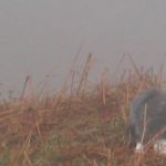 Coast to Coast, May 2007 - Herdwick Sheep in the mist