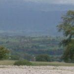 Coast to Coast, May 2007 - Trees in limestone pavement heading towards Orton