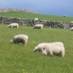 Coast to Coast, May 2007 - Sheep in field heading down to Orton