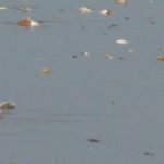 A seagull on Sandown beach on the IoW