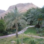 Kibbutz Ein Gedi