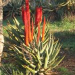 Jerusalem Botanic Garden