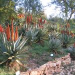 Jerusalem Botanic Garden