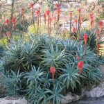 Jerusalem Botanic Garden