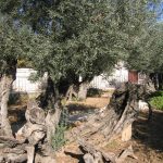 Jerusalem Old City - Garden of Gethsemane