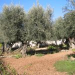 Jerusalem Old City - Garden of Gethsemane