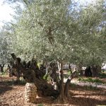 Jerusalem Old City - Garden of Gethsemane