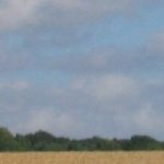 Wind pump in a field of wheat, Sussex July 07