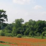 Poppies in a field of oil seed at Yorkshire Sculpture Park, 1st June 2007