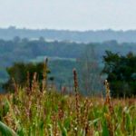 A view north over the High Weald of Sussex - while walking the Sussex Ouse Valley Way