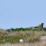 Sheep guarding the cairns at Cross Rigg header image (from day 15)